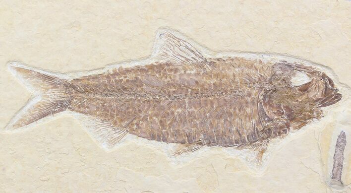 Detailed, Knightia Fossil Fish - Wyoming #42476